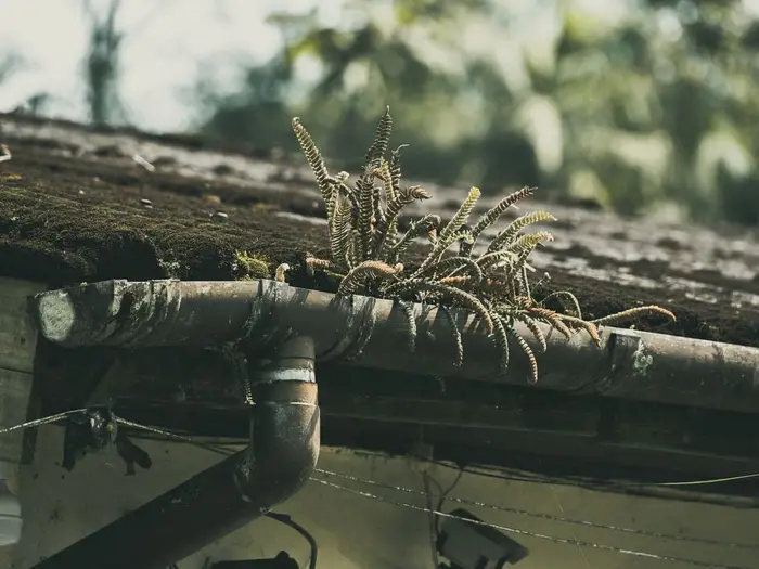 Mossy gutter and downpipe with ferns growing out of the blocked gutter