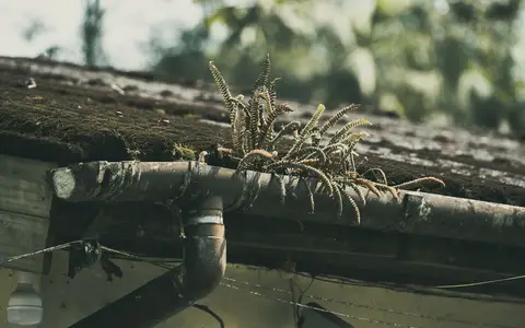 Mossy gutter and downpipe with ferns growing out of the blocked gutter