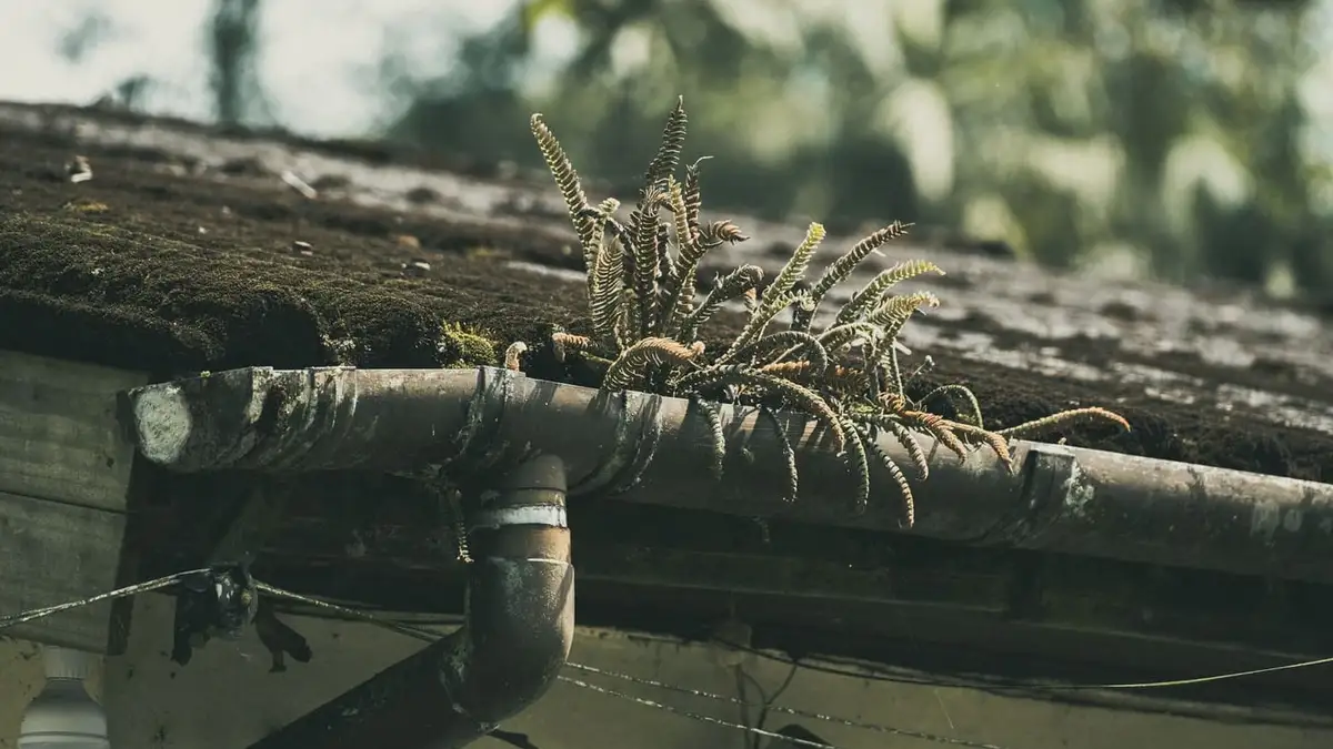 Mossy gutter and downpipe with ferns growing out of the blocked gutter